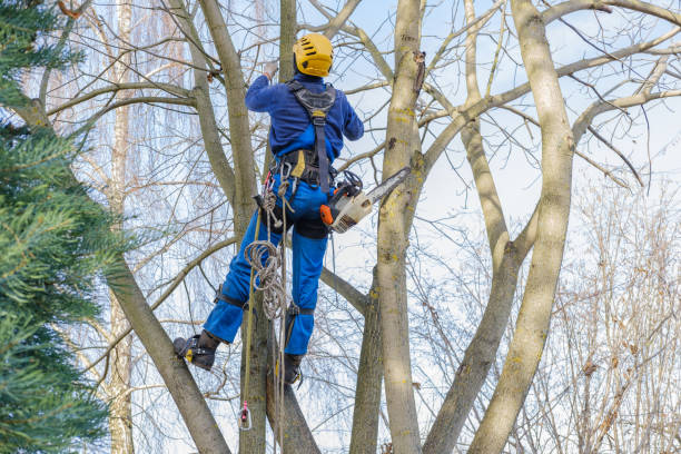 Best Seasonal Cleanup (Spring/Fall)  in Milan, MO