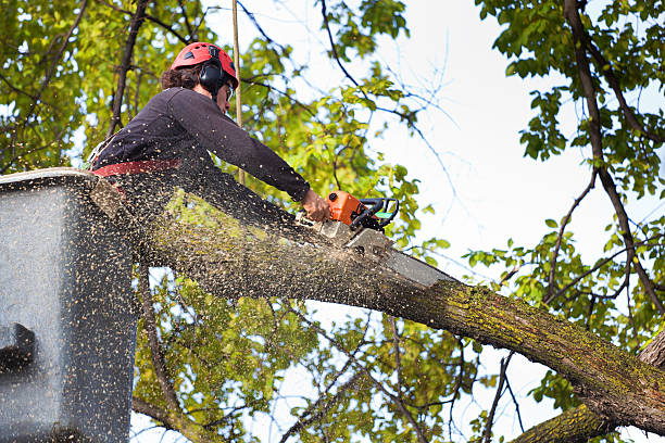 Best Stump Grinding and Removal  in Milan, MO